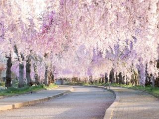 日中線しだれ桜並木の桜写真２