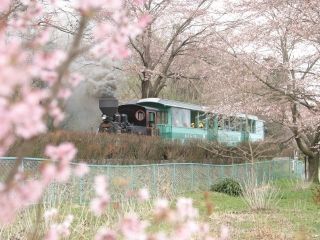 やながわ希望の森公園の桜写真２
