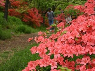 やながわ希望の森公園の写真４