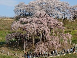 三春滝桜の写真４