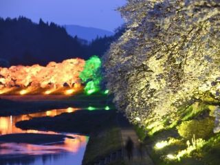 夏井千本桜写真２