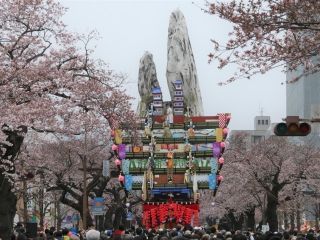 平和通りの桜の写真3