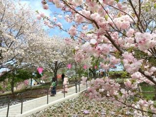 静峰ふるさと公園の桜写真１