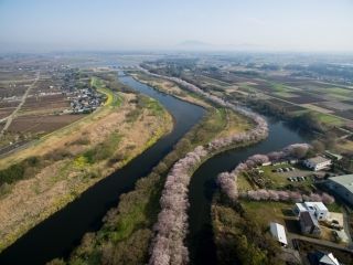 福岡堰の桜写真１