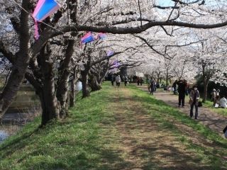 福岡堰の写真４