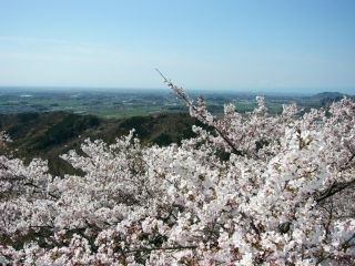 太平山の桜写真２