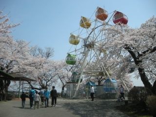 千手山公園の桜写真1