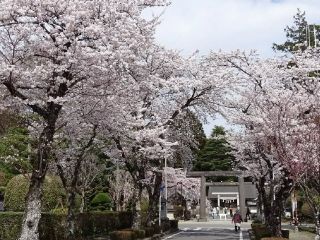 乃木参道の桜写真２