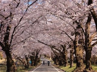 赤城南面千本桜写真１
