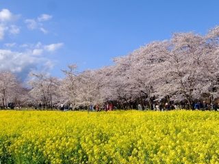 赤城南面千本桜写真２