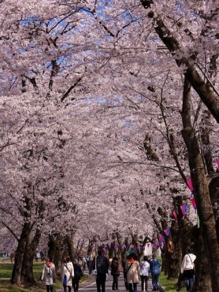 赤城南面千本桜の写真４