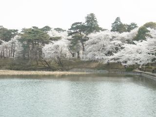 大宮公園の写真３