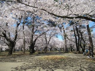 大宮公園の写真４