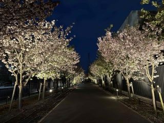 桜のさんぽ道の写真３