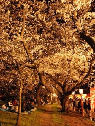 熊谷桜堤の写真４