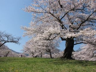 羊山公園の桜写真１