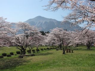 羊山公園の桜写真２