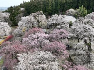 清雲寺の桜写真１