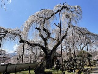 清雲寺の桜写真２
