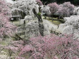 清雲寺の写真３