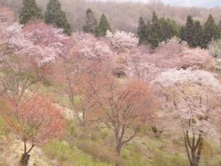 美の山公園の写真３