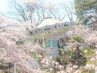 西武園ゆうえんちの桜写真１