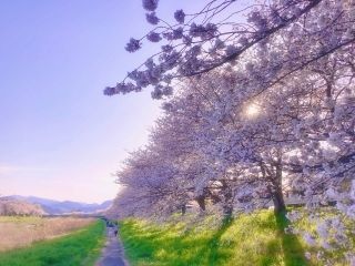 こだま千本桜写真２