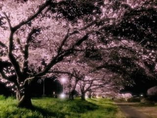 こだま千本桜の写真３