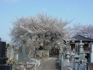 石戸蒲ザクラ写真２