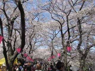 幸手権現堂桜堤（県営権現堂公園）の桜写真２