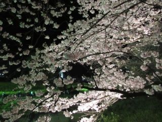 幸手権現堂桜堤の写真３