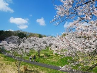 国営武蔵丘陵森林公園の桜写真１