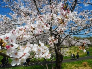 国営武蔵丘陵森林公園の桜写真２
