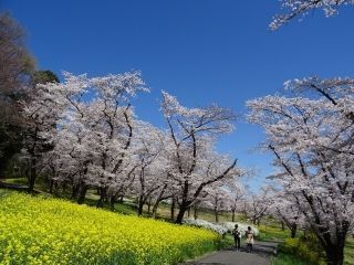 国営武蔵丘陵森林公園の写真４