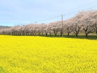 都幾川桜堤の桜写真１