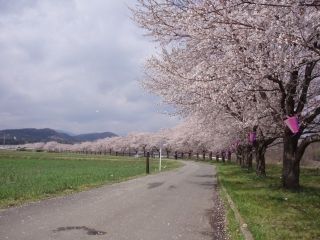 都幾川桜堤の桜写真２