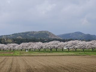 都幾川桜堤の写真４