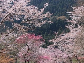 城峯公園の桜写真1