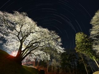 鉢形城の桜・エドヒガン（氏邦桜）写真２