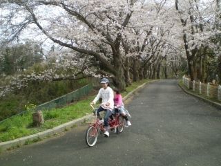 千葉こどもの国 キッズダムの桜写真２