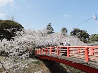 小見川城山公園の桜写真１