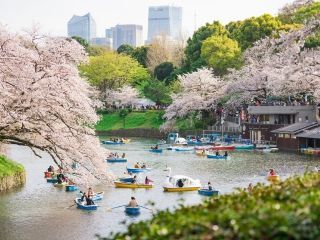 千鳥ヶ淵緑道の桜写真１