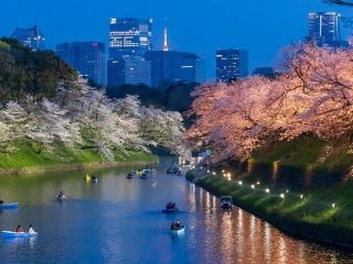 千鳥ヶ淵緑道の桜写真２