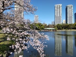 浜離宮恩賜庭園の桜写真１
