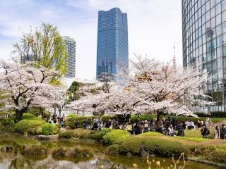六本木ヒルズ 毛利庭園・六本木さくら坂の桜写真１