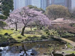 小石川後楽園の桜写真２