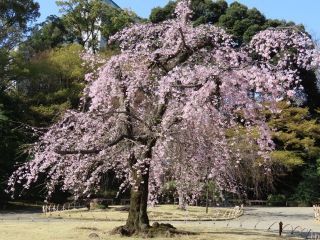 小石川後楽園の写真３