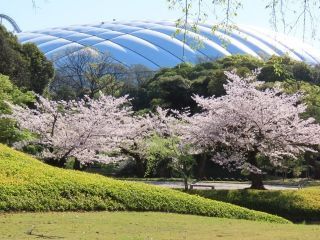 小石川後楽園の写真４