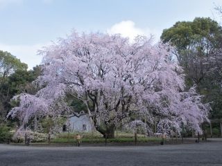 六義園の桜写真1