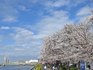 隅田公園（墨田区側）の桜写真１